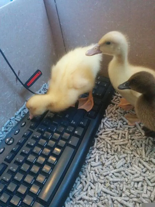 Duck Typing